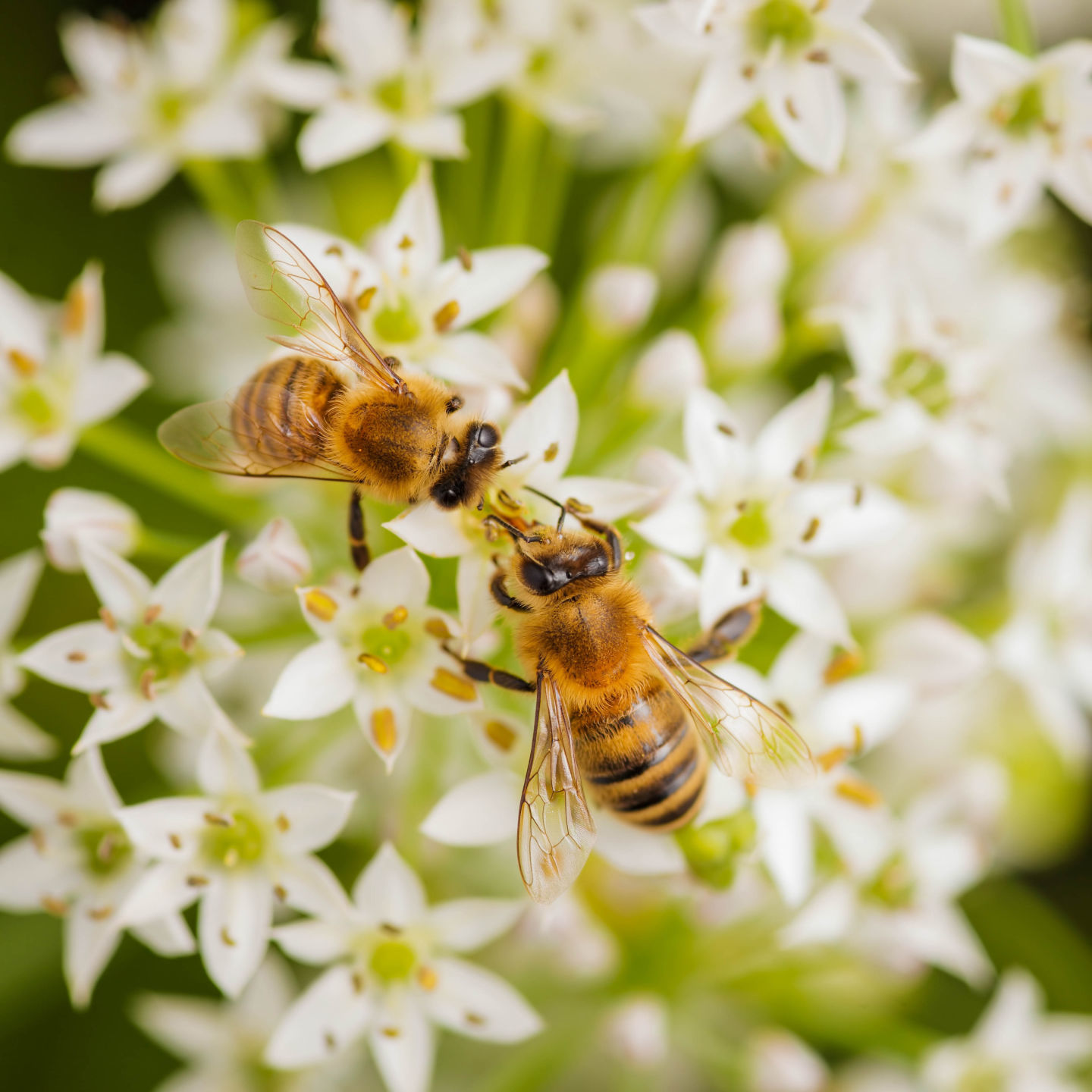 You can BEE Informed - bees on a flower